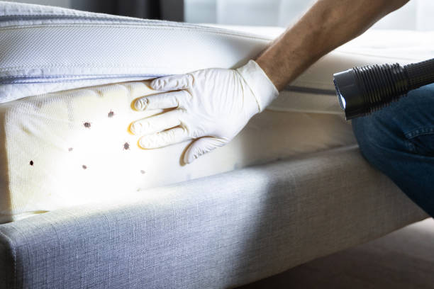 Best Termite Control Services  in Sturgis, KY